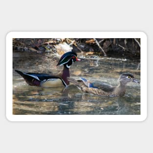 Wood Ducks. Sticker